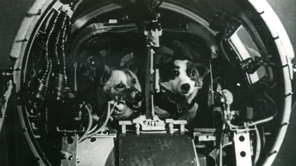 รูปภาพในบทความ สุนัขตัวที่สอง (และสาม) ในอวกาศ