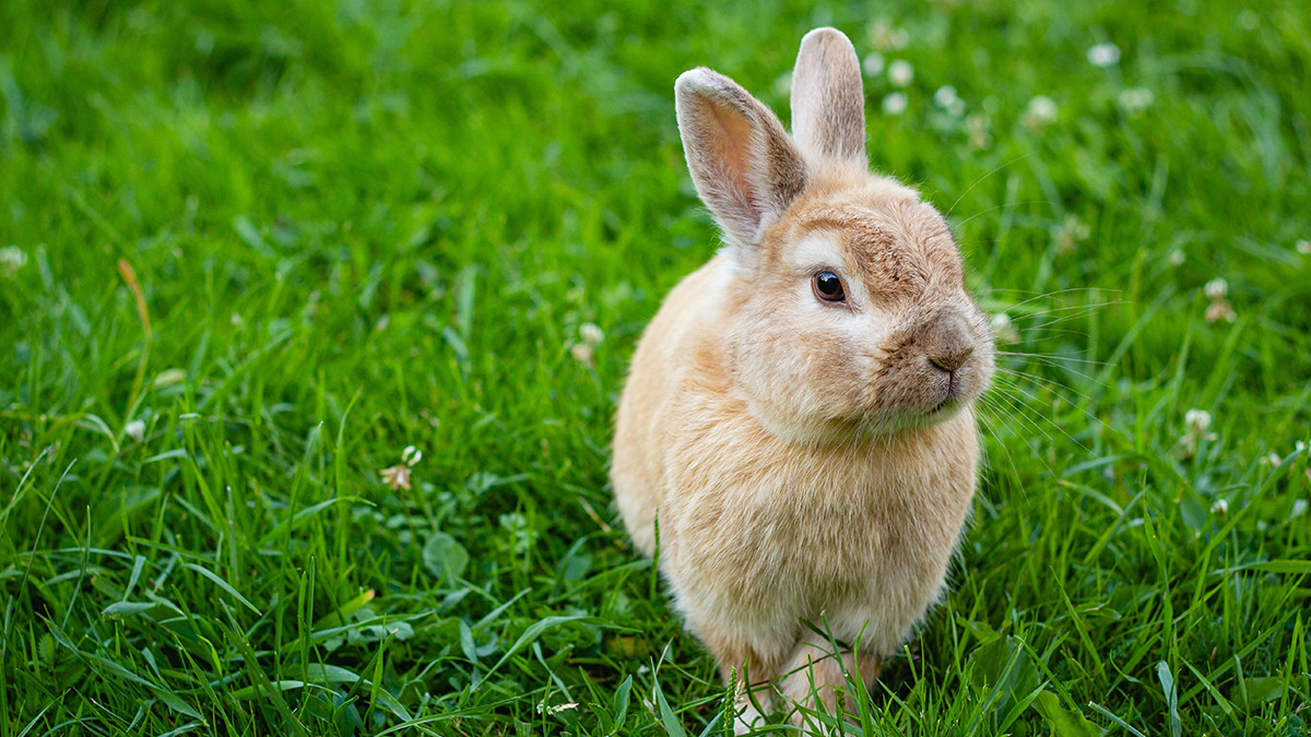 รูปภาพในบทความ 5 เรื่องที่ต้องคำนึงถึงก่อนตัดสินใจเลี้ยงกระต่าย