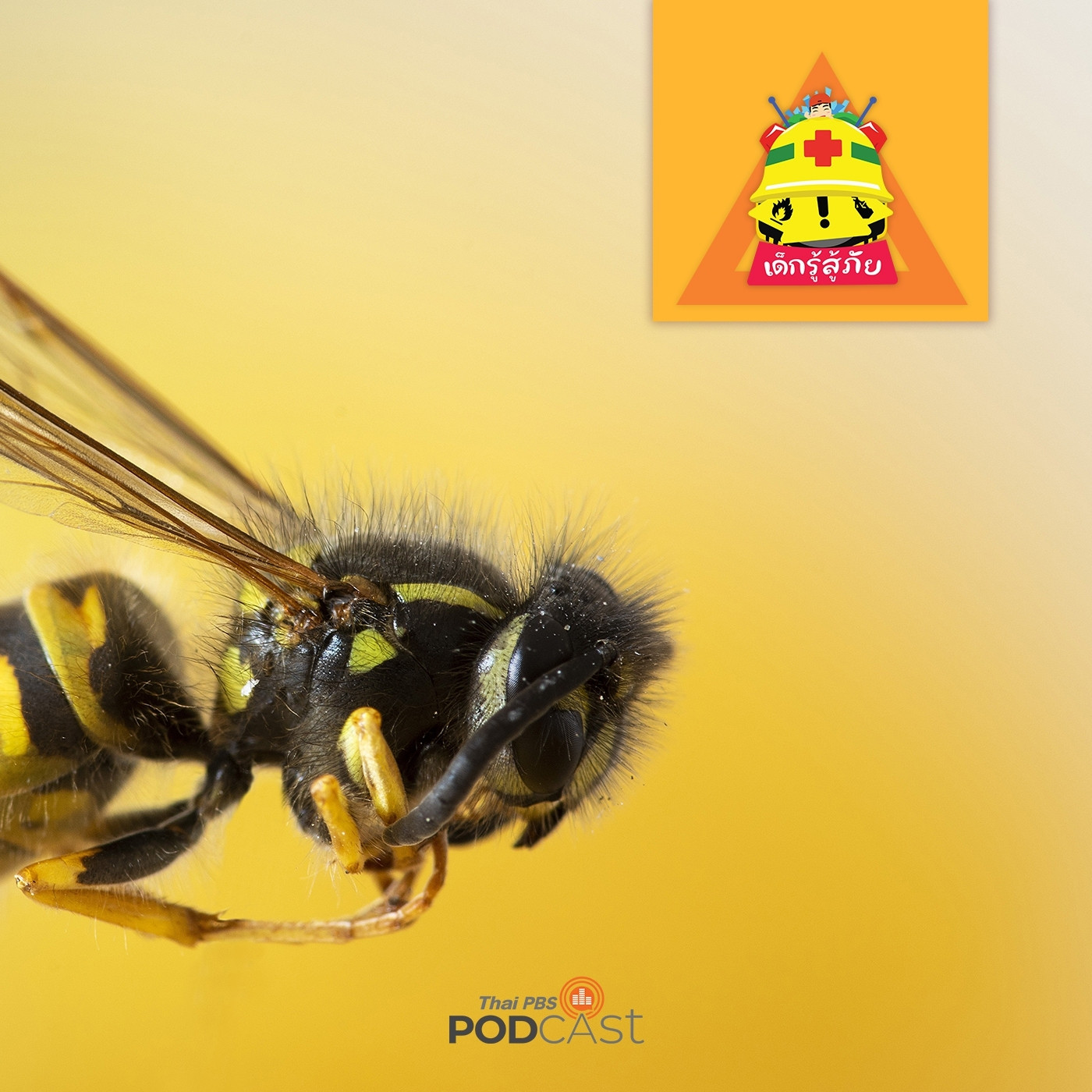 เด็กรู้สู้ภัย EP. 29: อันตรายจากการโดนผึ้งต่อย เด็กควรระวัง!