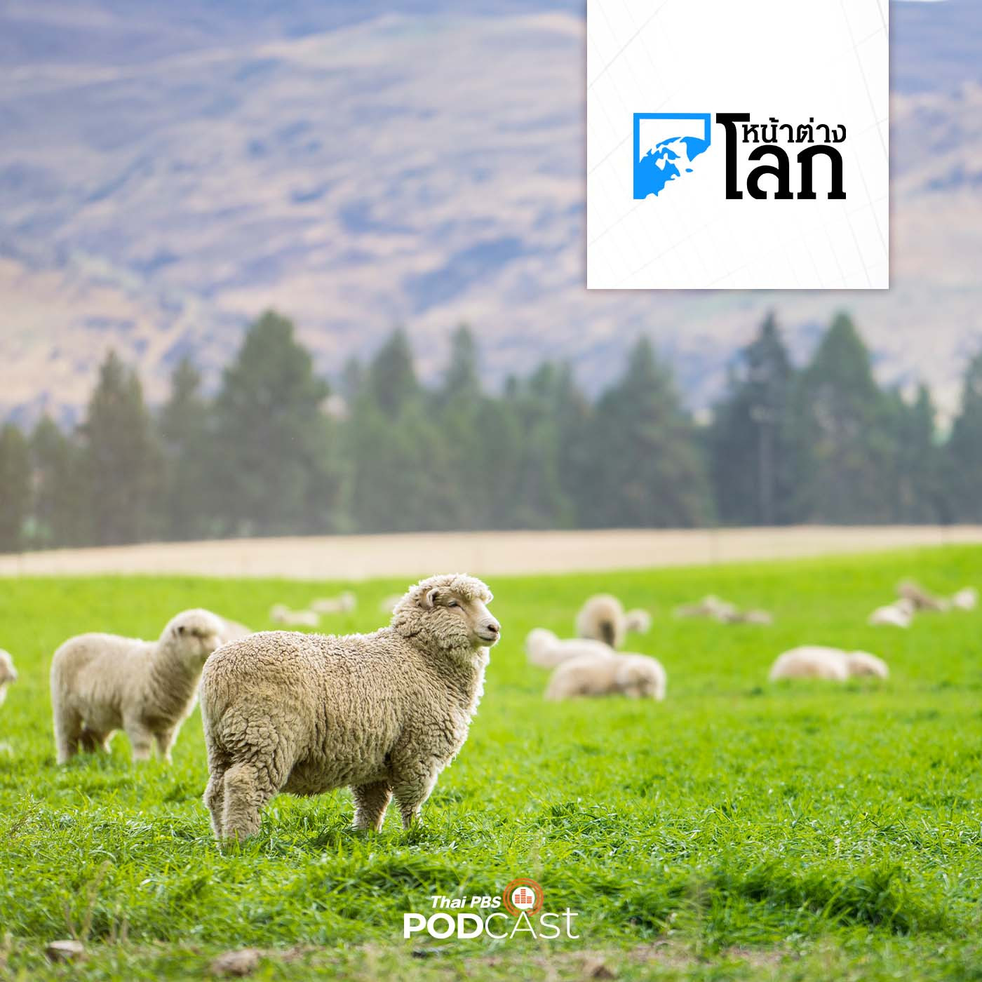 นิวซีแลนด์ร่างกฎหมายเก็บภาษีการปล่อยก๊าซจากวัวและแกะ
