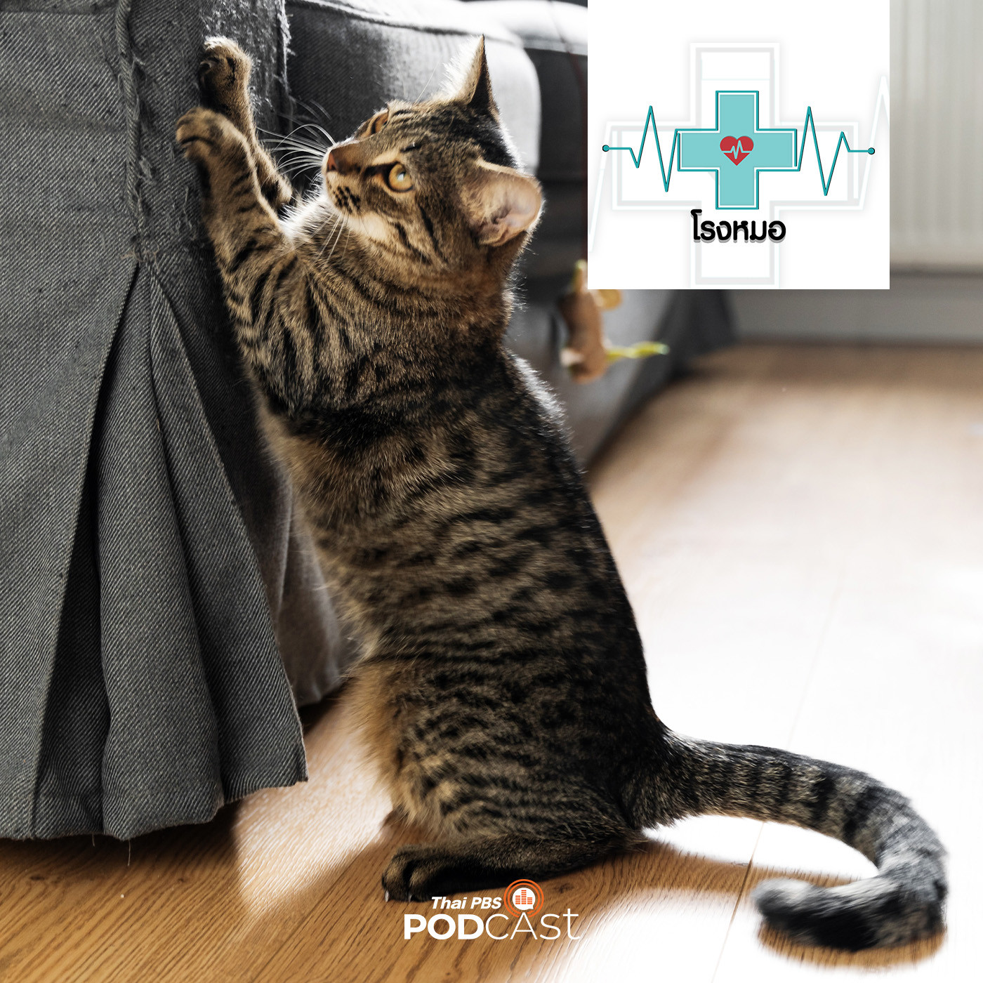 โรงหมอ EP. 844: สัญชาตญาณหรือพฤติกรรมของแมว ที่คนเลี้ยงต้องเข้าใจ