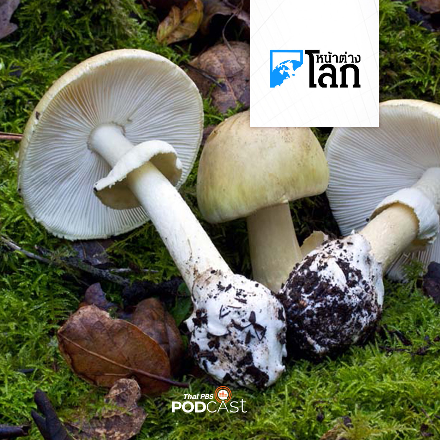 หน้าต่างโลก : ปริศนาเห็ดพิษคร่าชีวิตสมาชิกครอบครัวในออสเตรเลีย