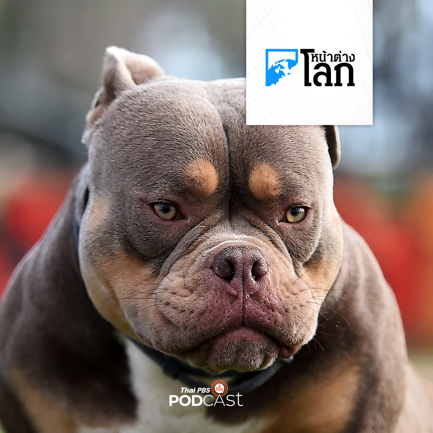 หน้าต่างโลก : อังกฤษเตรียมแบนสุนัขพันธุ์ American bully XL หลังมีคนถูกกัดเพิ่มมากขึ้น