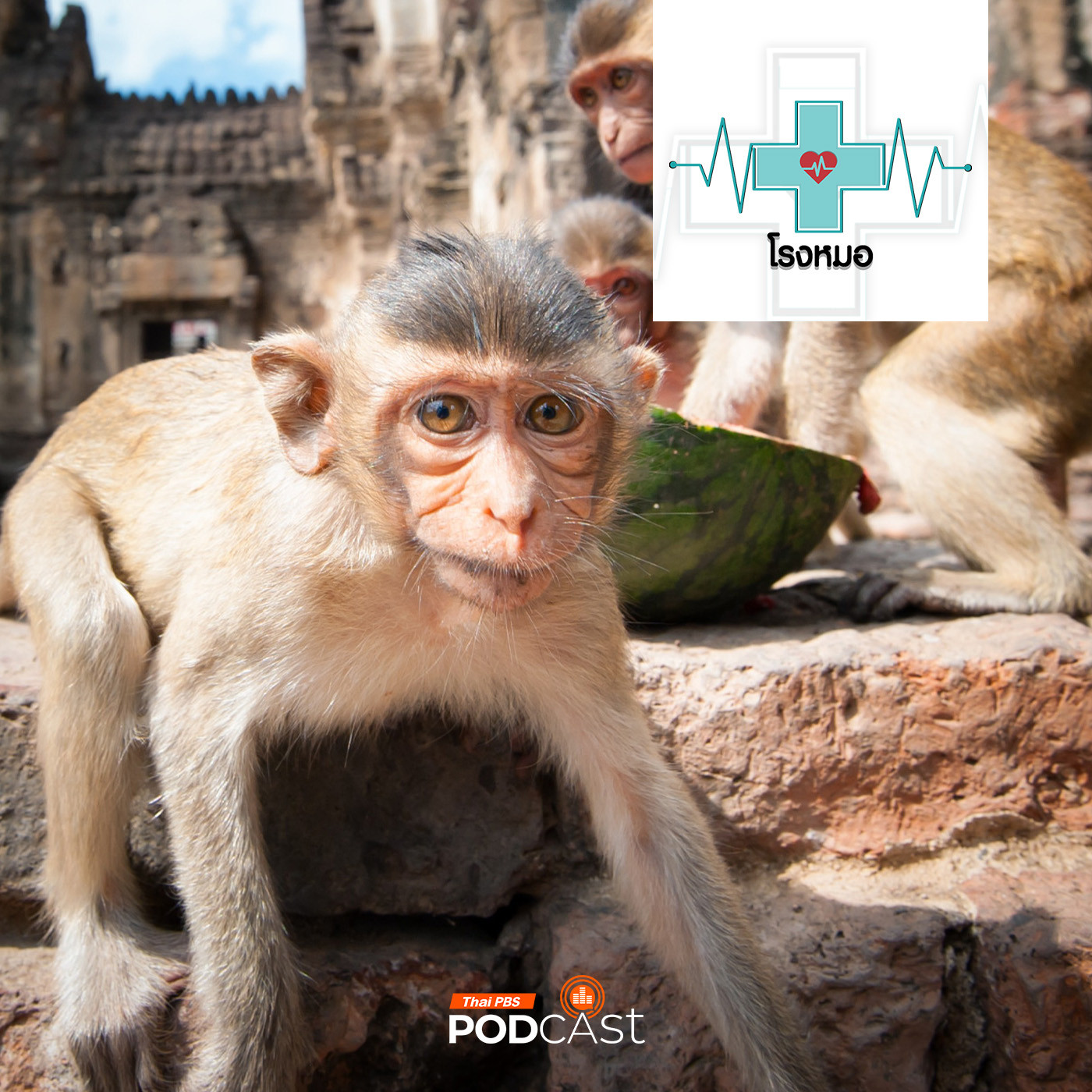 โรงหมอ EP. 970: ปัญหาและโรคจากลิงที่มนุษย์ต้องระวัง