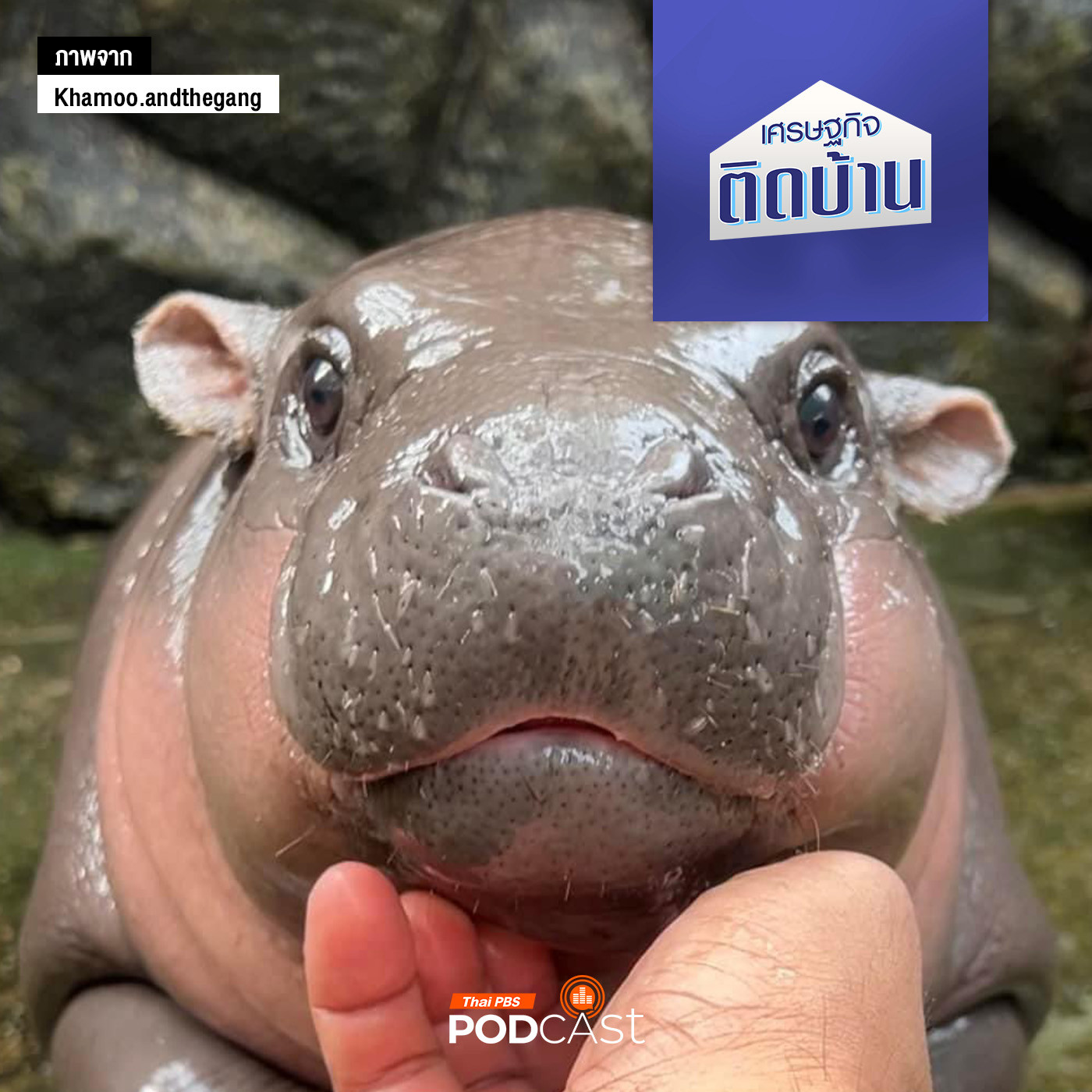 เศรษฐกิจติดบ้าน EP. 523: กลยุทธ์การตลาดสุดเจ๋ง หมูเด้งฟีเวอร์