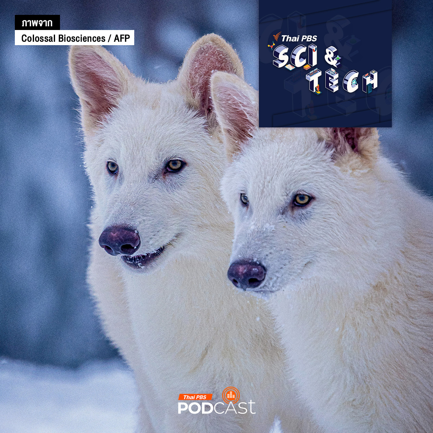 EP. 855: ข้อเท็จจริงของการคืนชีพไดร์วูล์ฟ และโอกาสของสัตว์สูญพันธุ์อื่น ๆ