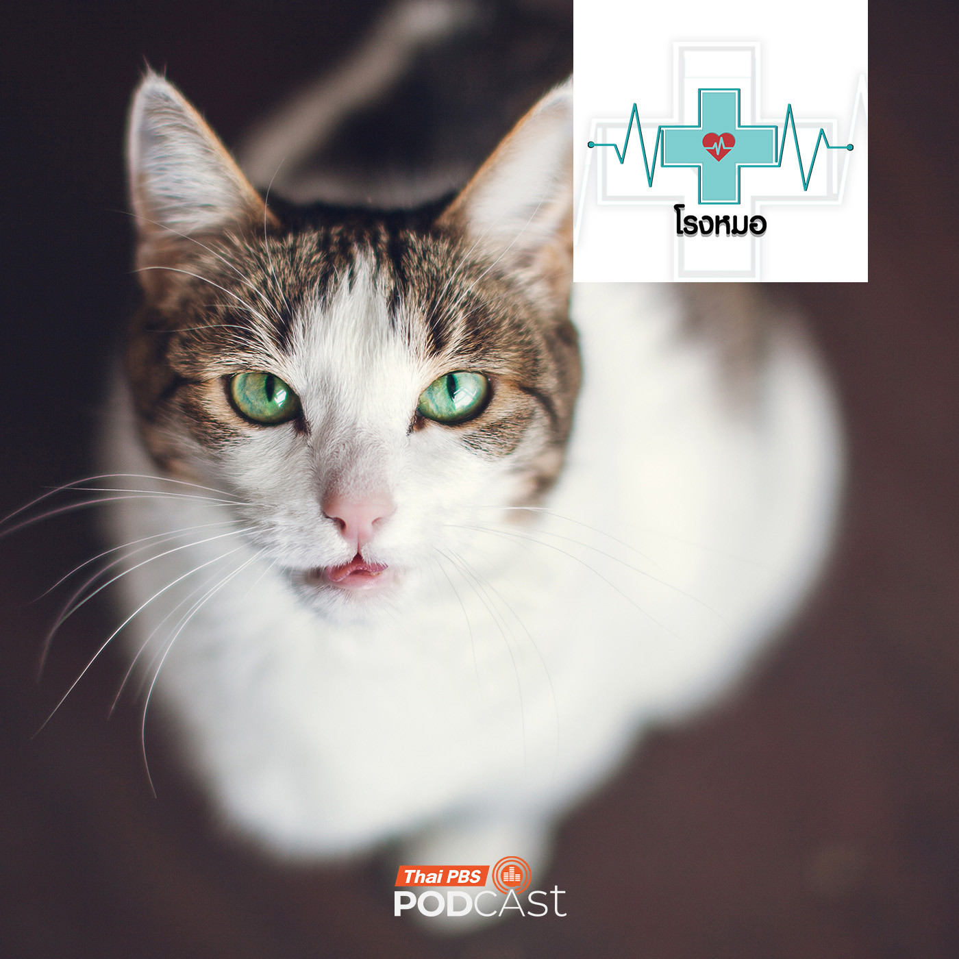 โรงหมอ EP. 1120: โรคที่ไม่แสดงอาการในสัตว์เลี้ยง แต่กลับแสดงอาการในคน