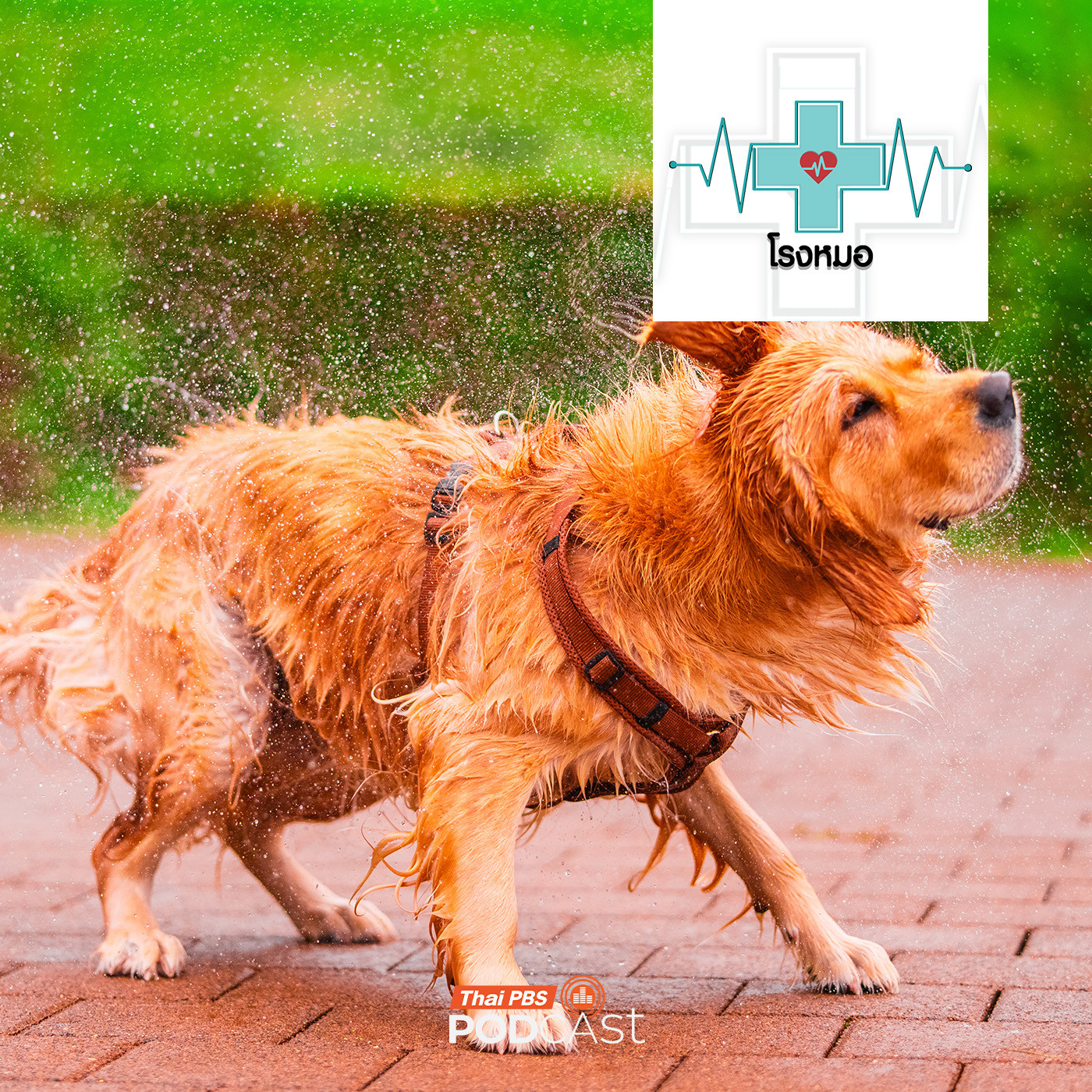 โรงหมอ EP. 1126: ฟ้าผ่า เชื้อรา หวัด เห็บ ภัยของหมาแมวในหน้าฝน