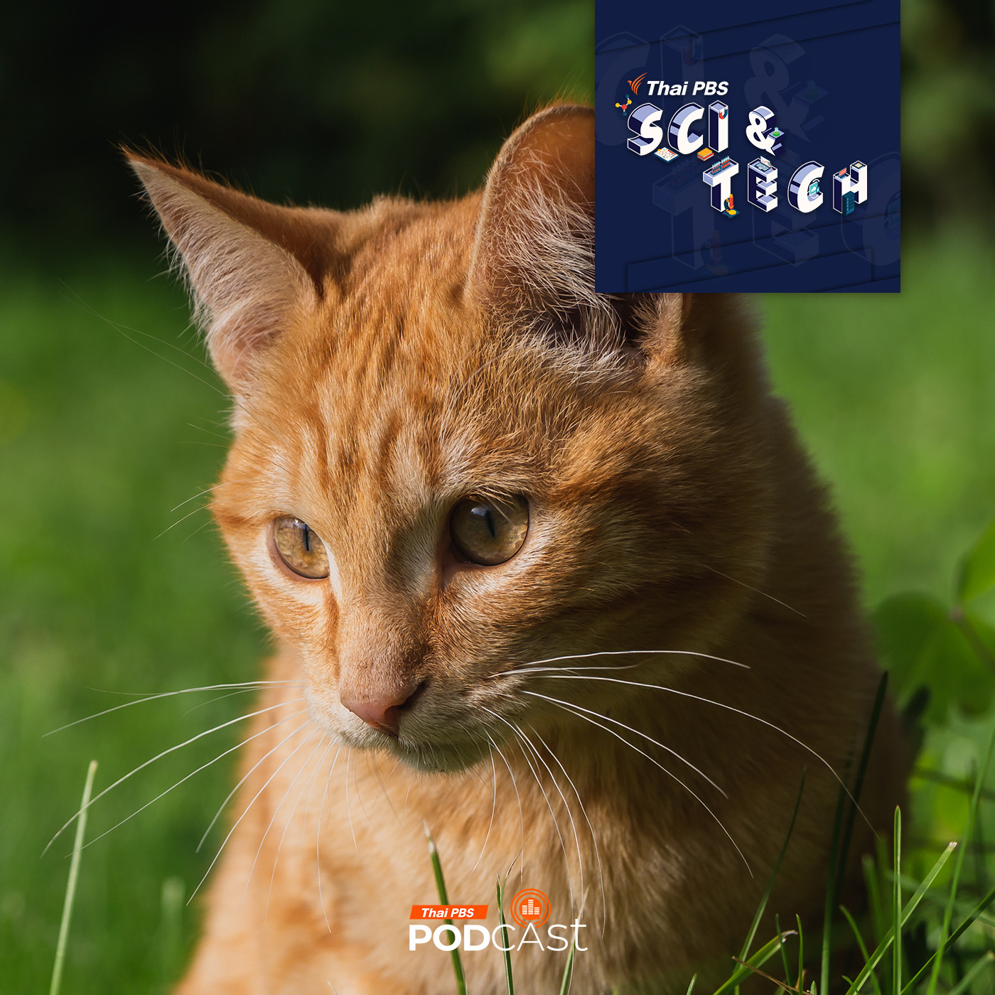 EP. 865: เรื่อง(ไม่)ลับของเหล่าแมวส้ม