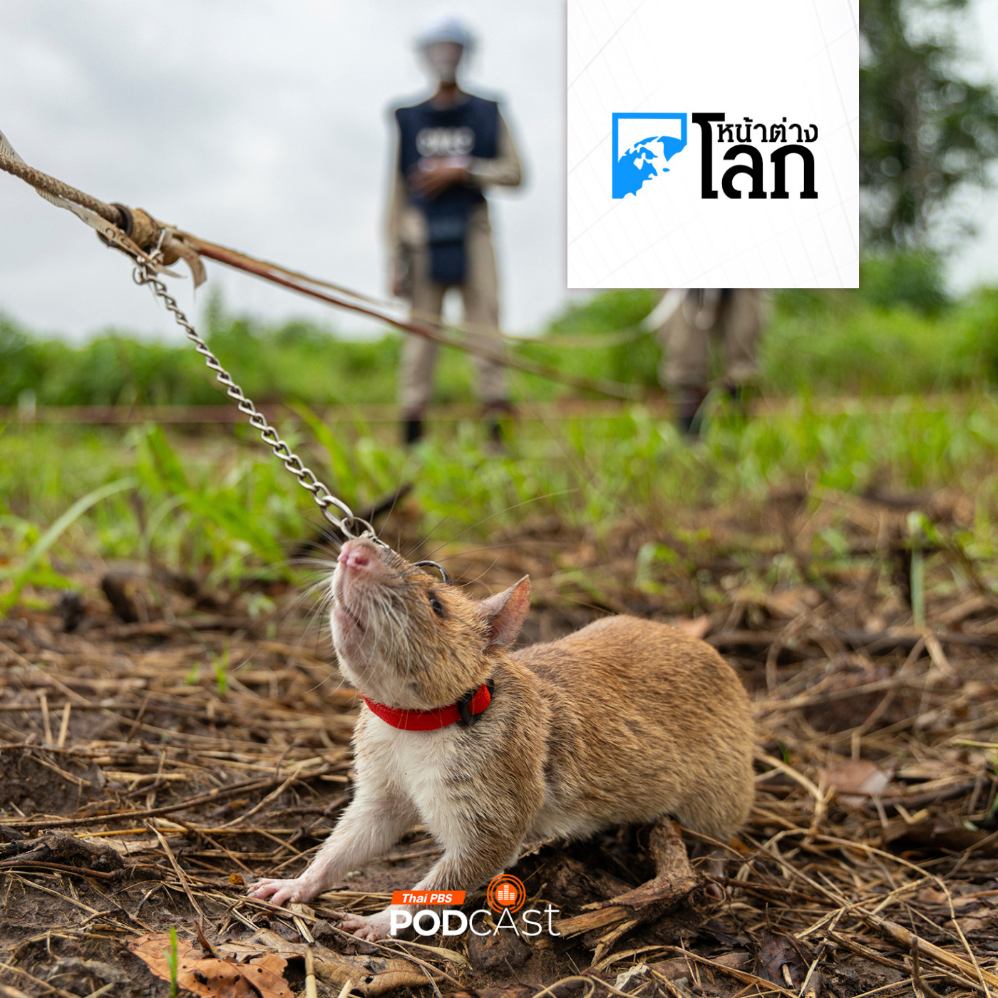 หน้าต่างโลก : APOPO ช่วยเก็บกู้ทุ่นระเบิดในกัมพูชา