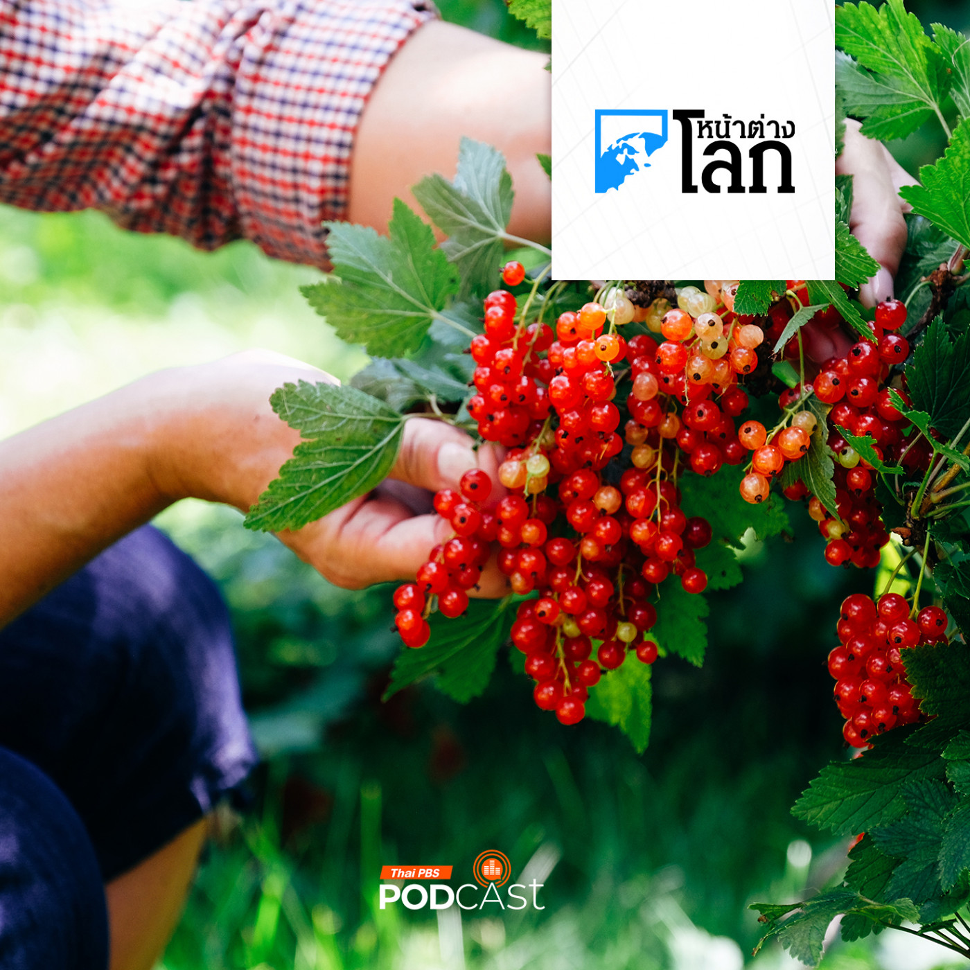 หน้าต่างโลก : ประสบการณ์พบแรงงานเบอร์รี่ป่าที่ฟินแลนด์