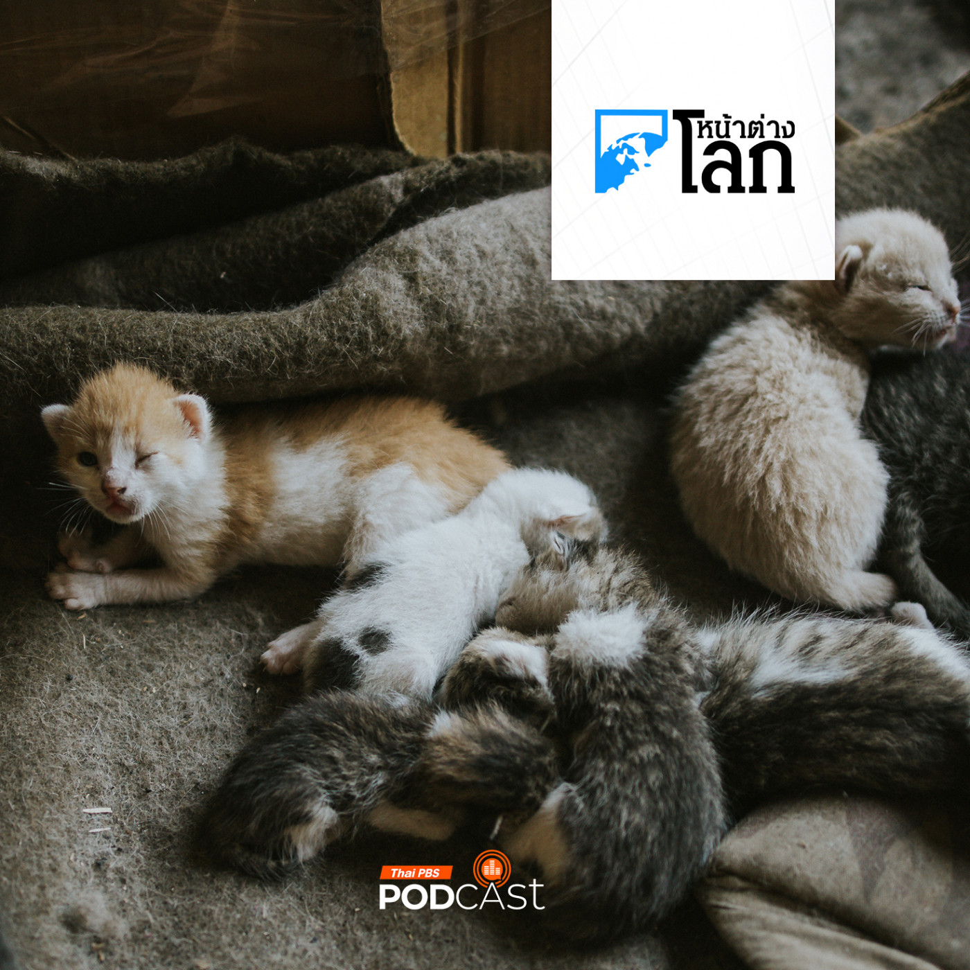 หน้าต่างโลก : หญิงญี่ปุ่นถูกจับหลังพบแมวตายกว่า 150 ตัวในบ้าน