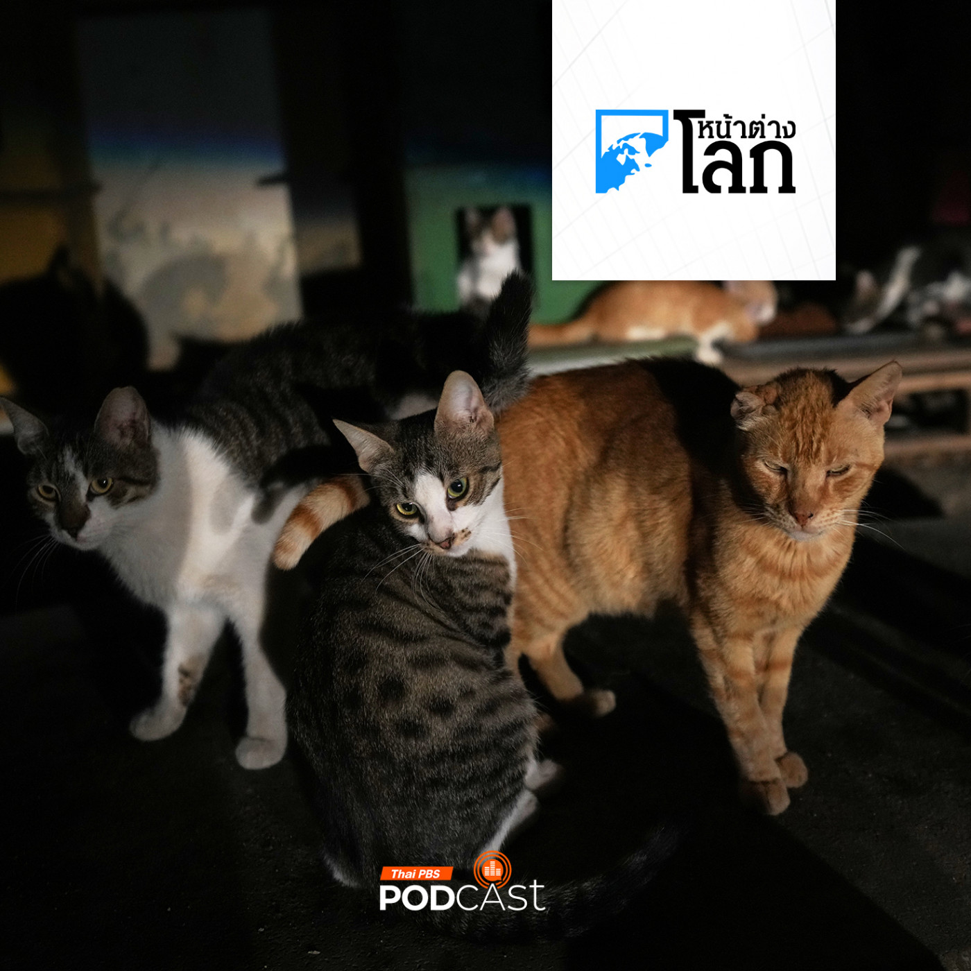 หน้าต่างโลก : ไซปรัสเร่งวางแผนคุมกำเนิด "แมวจร" ทะลุล้านตัว