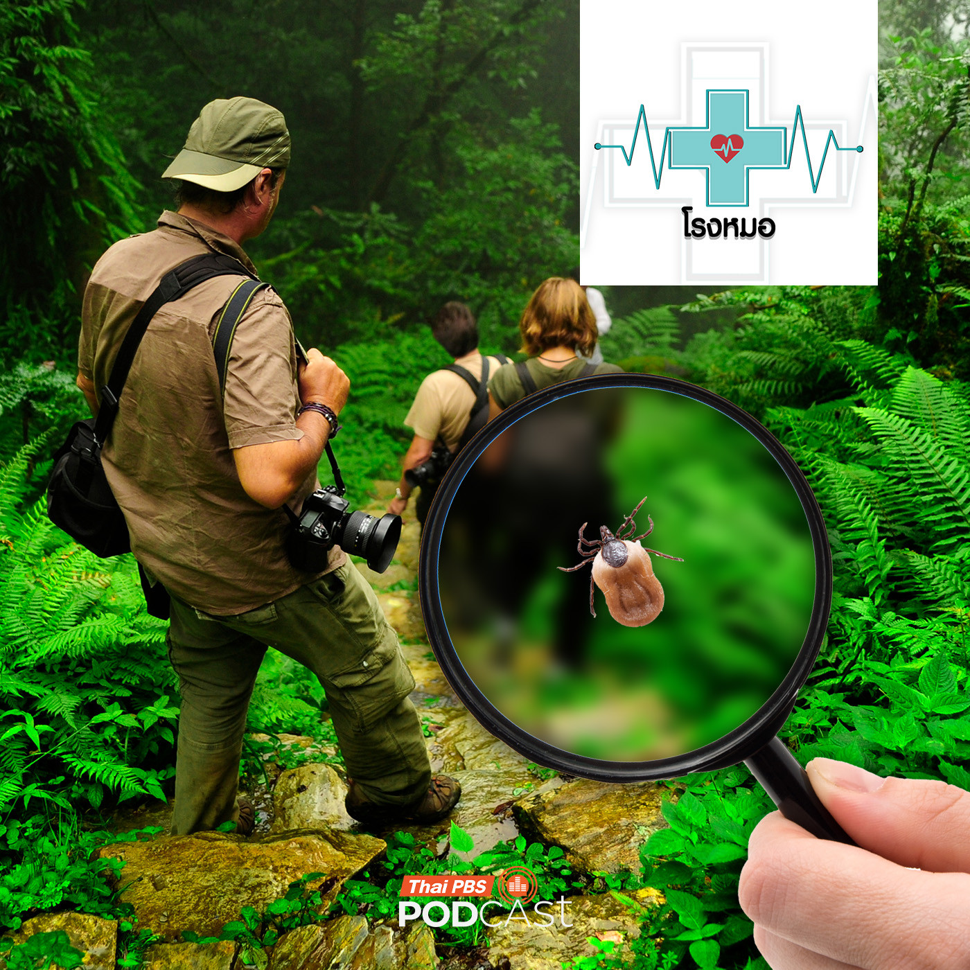 โรงหมอ EP. 1163: SFTS เชื้อโรคจากเห็บที่ต้องระวัง