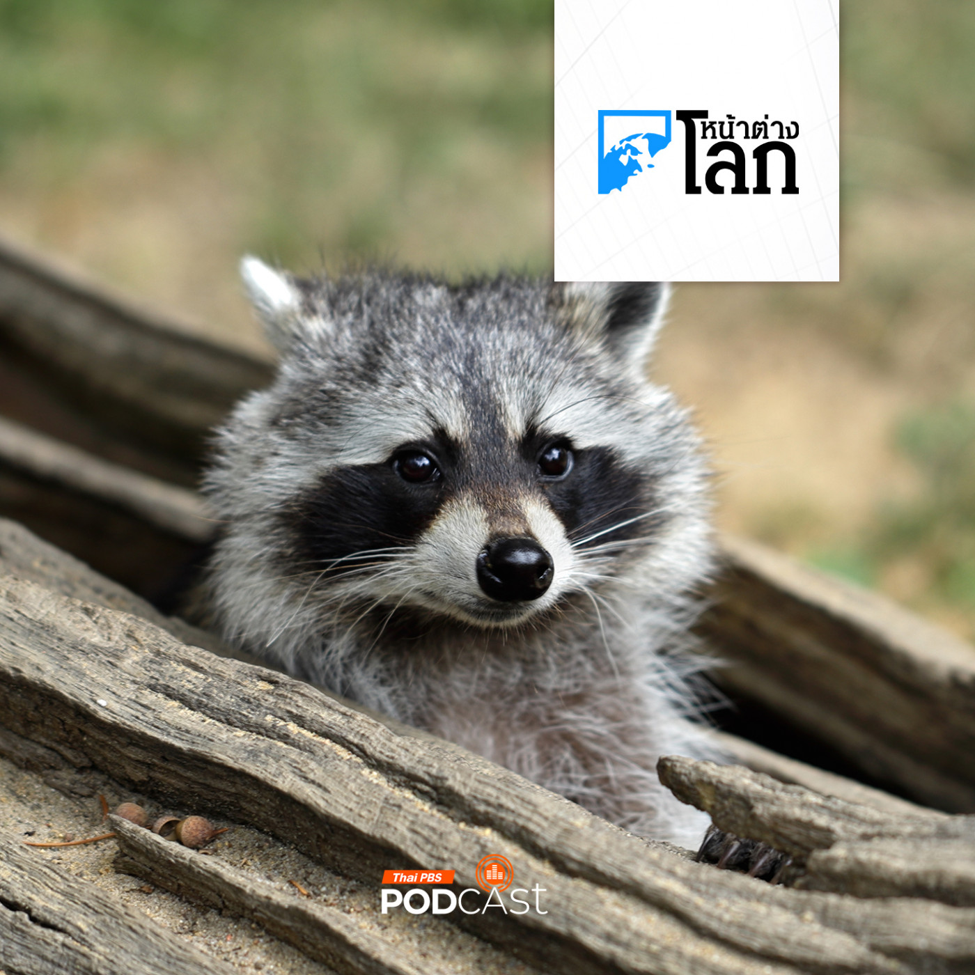 หน้าต่างโลก : "แรคคูน" ส่อแววเป็นสัตว์เลี้ยงตัวต่อไปของชาวอเมริกัน