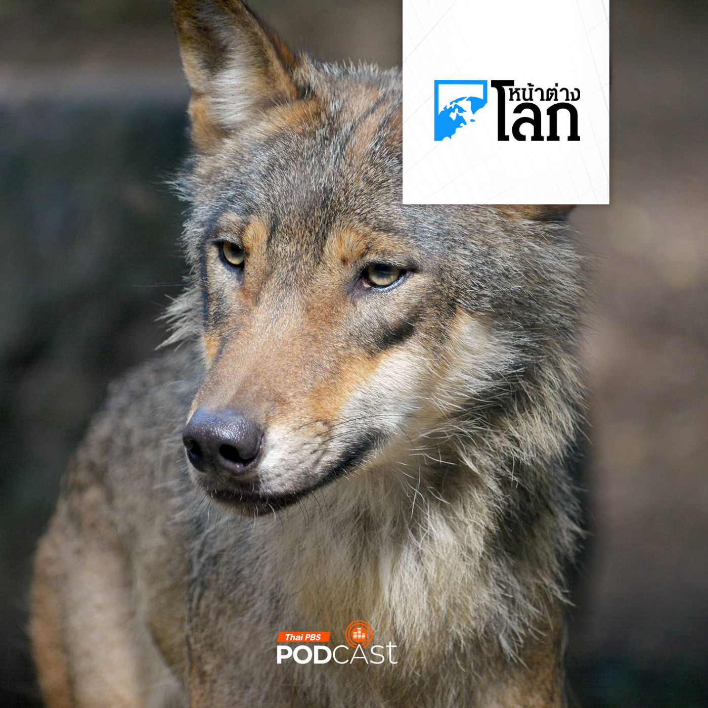 หน้าต่างโลก : อินเดียเร่งล่าหมาป่าทำร้ายคน