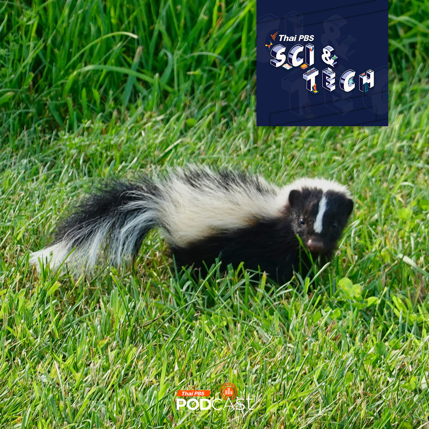 Sci & Tech EP. 884: ทำไมสัตว์บางชนิดถึงมีลายขาว-ดำ