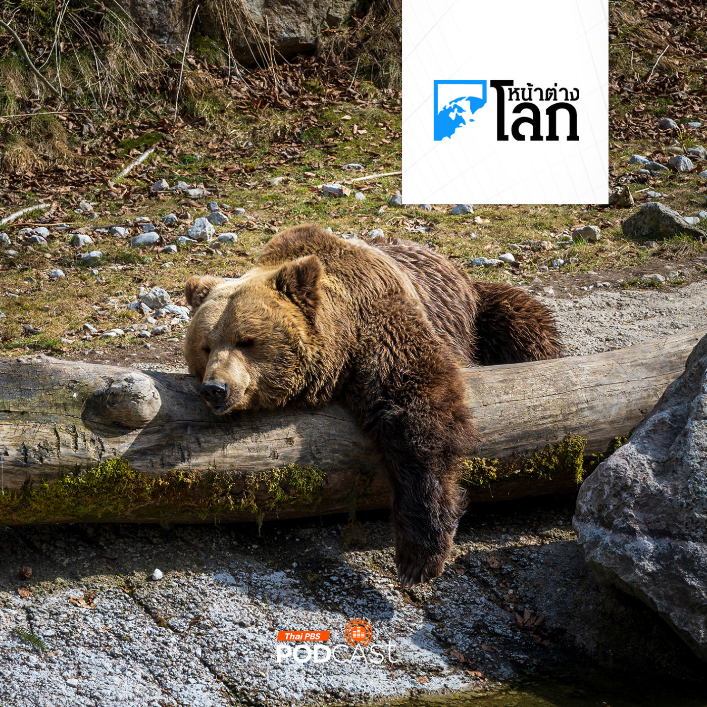 หน้าต่างโลก : วิกฤตหมีในญี่ปุ่นจุดกระแสนิยมกินเนื้อหมี