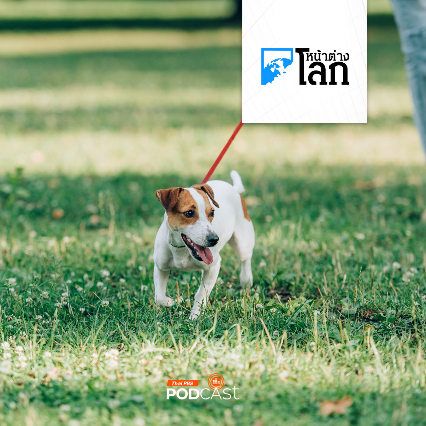 หน้าต่างโลก : เมืองในฟุกุชิมะเปิดปฏิบัติการดัดหลังเจ้าของสุนัขมักง่าย ไม่เก็บมูลสัตว์