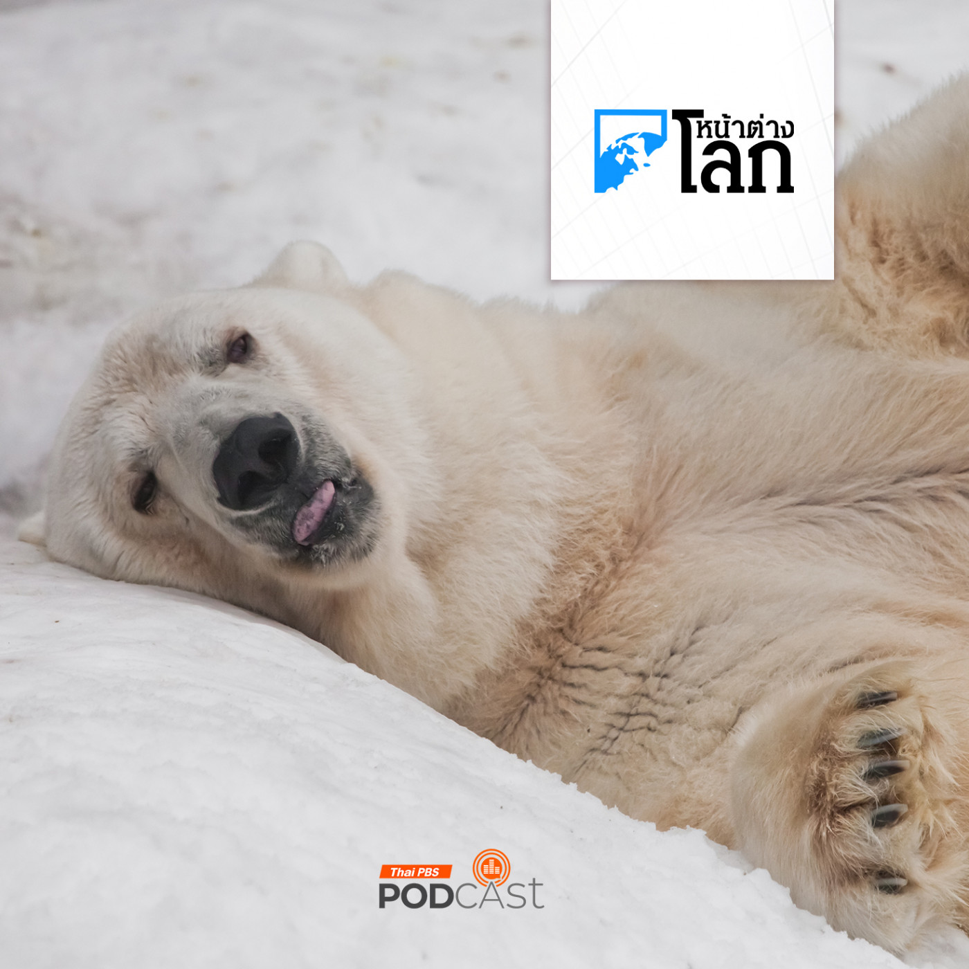 หมีขั้วโลกในนอร์เวย์อ้วนขึ้น สวนทางวิกฤตน้ำแข็งละลาย