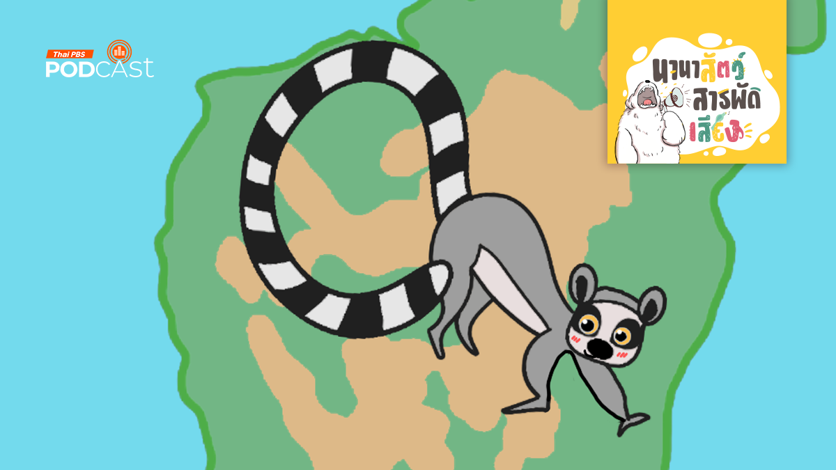 ลีเมอร์ กำลังจะหายไปจริงหรือ?