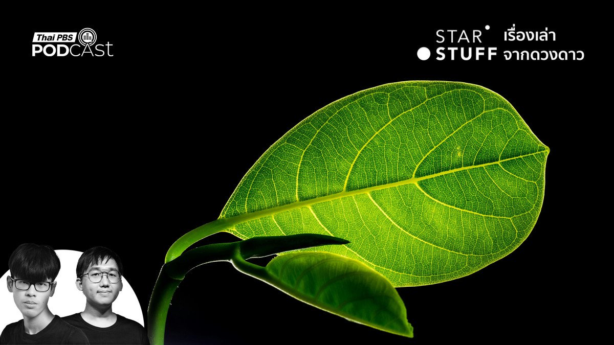 ทำไมโลกของเราถึงเต็มไปด้วย “สีเขียว” กันแน่