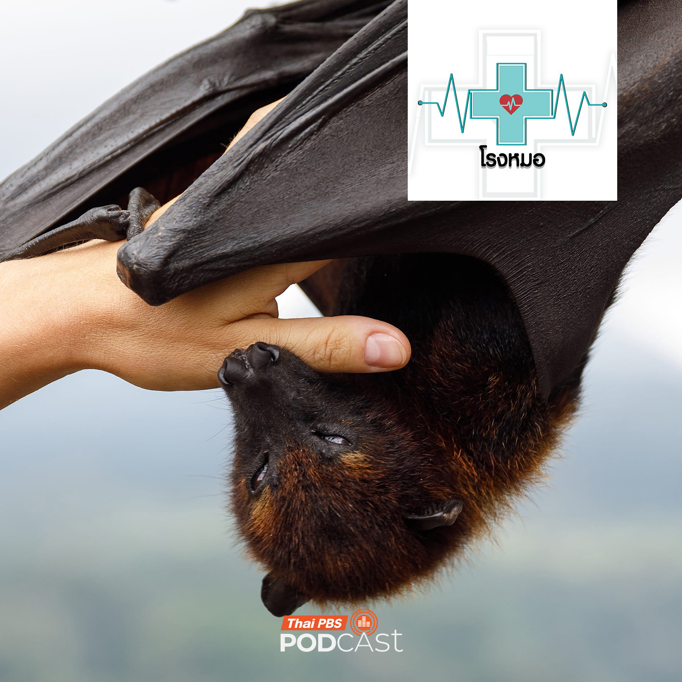EP. 1197: ค้างคาว สุดยอดรังโรคร้ายแรง ภัยที่ซ่อนอยู่ในธรรมชาติ