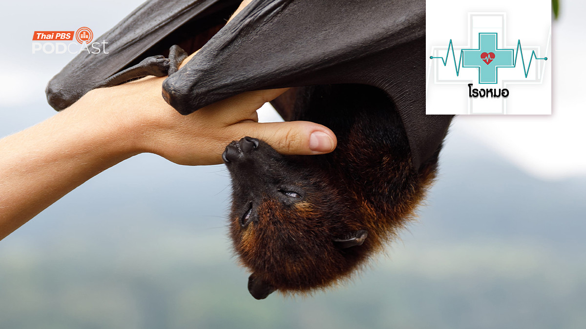 ค้างคาว สุดยอดรังโรคร้ายแรง ภัยที่ซ่อนอยู่ในธรรมชาติ