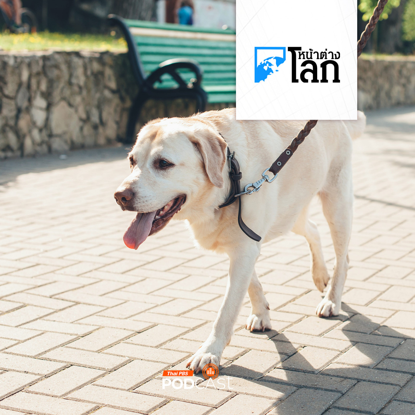 เมื่อไรที่ "ร้อนเกินไป" สำหรับการพาสุนัขไปเดินเล่น?