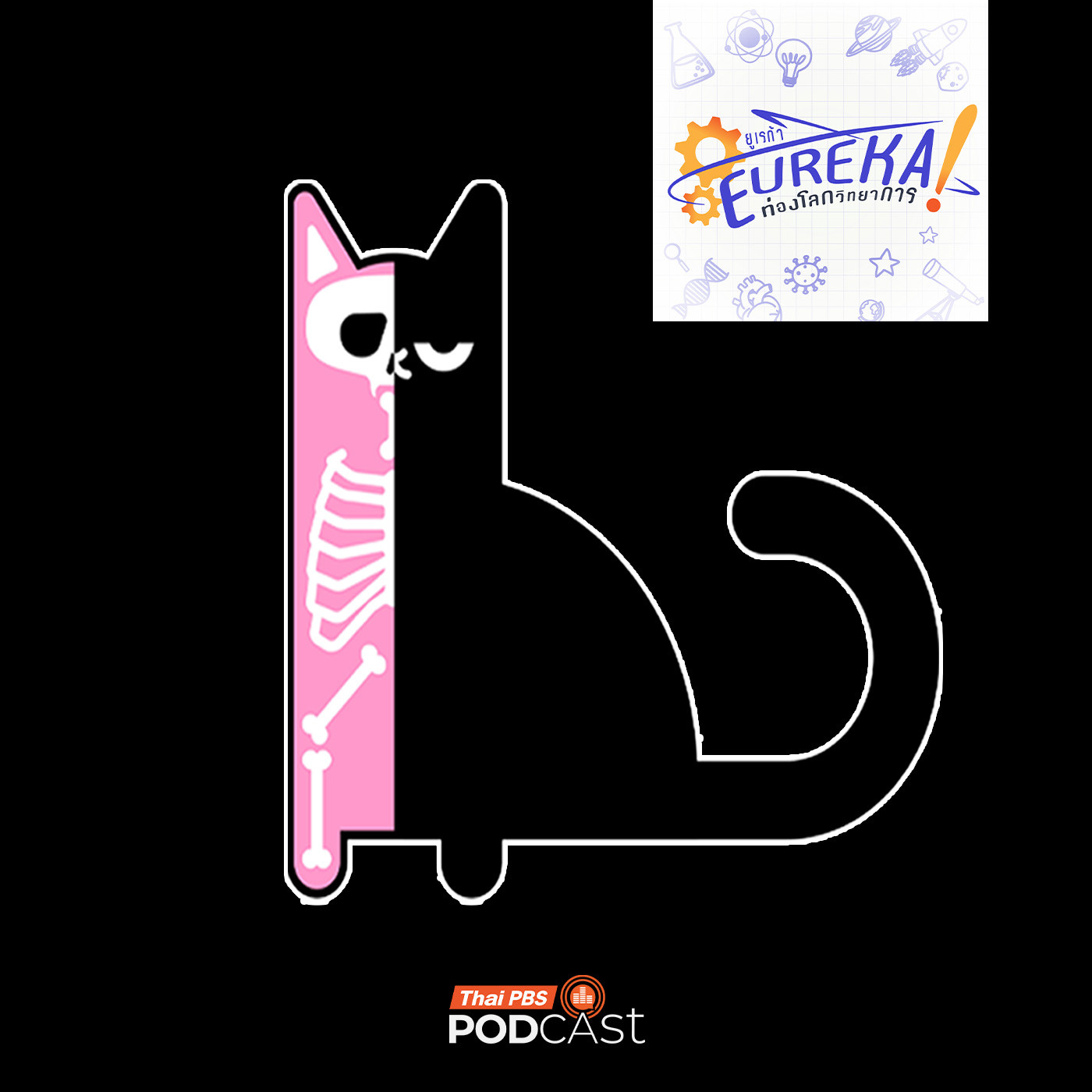 Schroedinger s Cat ปรัชญาแห่งแมวควอนตัม 